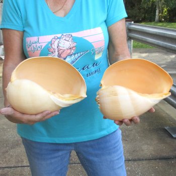 2pc 10" Philippine crowned baler melon shells- for $25/lot