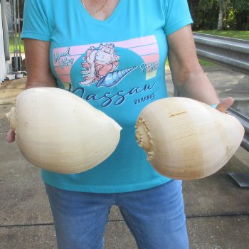 2pc 10" Philippine crowned baler melon shells- for $25/lot