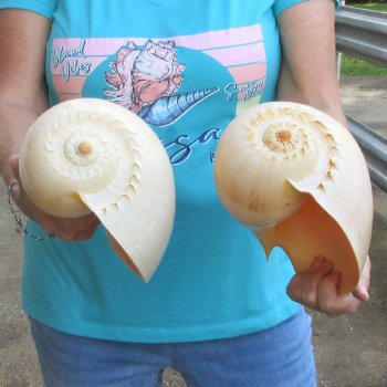 2pc 10" Philippine crowned baler melon shells- for $25/lot