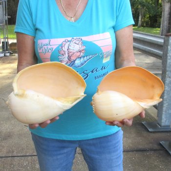 2pc 10" Philippine crowned baler melon shells- for $25/lot