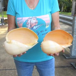 2pc 10" Philippine crowned baler melon shells- for $25/lot