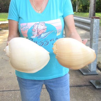 2pc 10" Philippine crowned baler melon shells- for $25/lot