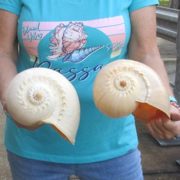 2pc 10" Philippine crowned baler melon shells- for $25/lot