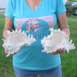 Two 8" Murex Ramosus - $24