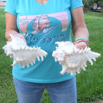 Two 8" Murex Ramosus - $24