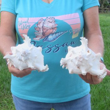 Two 8" Murex Ramosus - $24