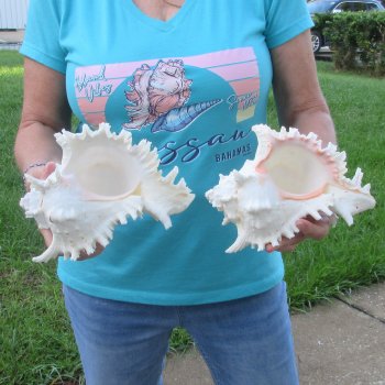 Two 9" Murex Ramosus - $40