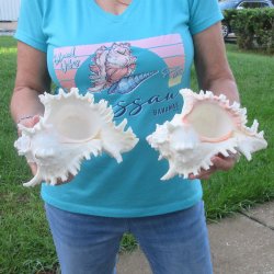 Two 9" Murex Ramosus - $40