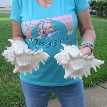 Two 9" Murex Ramosus - $40