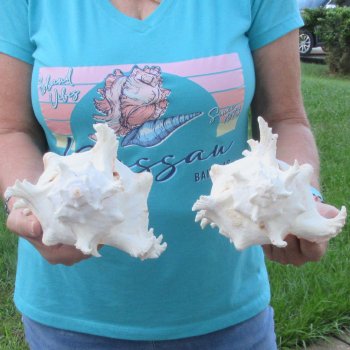 Two 9" Murex Ramosus - $40