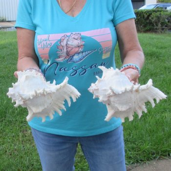 Two 9" Murex Ramosus - $40