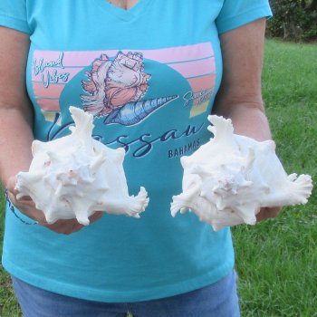 Two 9" Murex Ramosus - $40