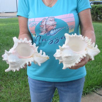 Two 9" Murex Ramosus - $40