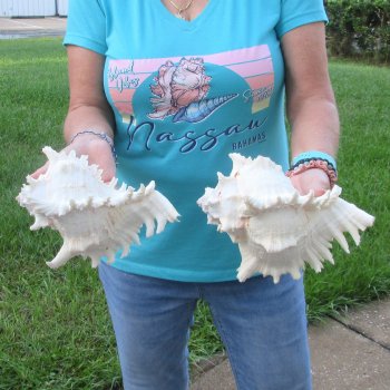 Two 9" Murex Ramosus - $40