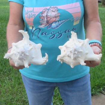 Two 9" Murex Ramosus - $40