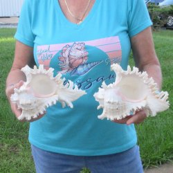 Two 9" Murex Ramosus - $40