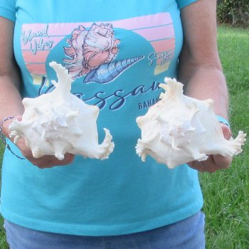 Two 9" Murex Ramosus - $40