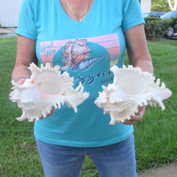 Two 9" Murex Ramosus - $40