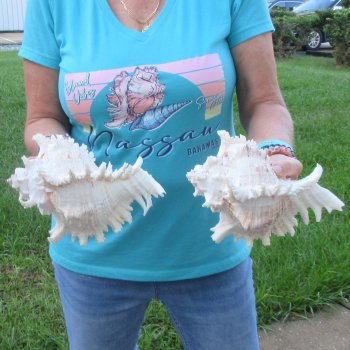 Two 9" Murex Ramosus - $40