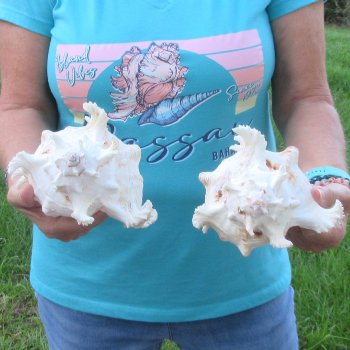 Two 9" Murex Ramosus - $40