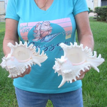 Two 8" Murex Ramosus - $24