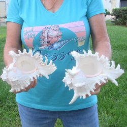 Two 8" Murex Ramosus - $24