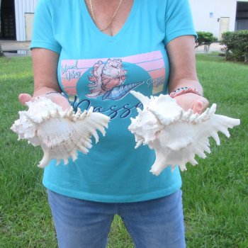 Two 8" Murex Ramosus - $24