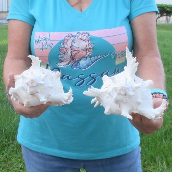 Two 8" Murex Ramosus - $24