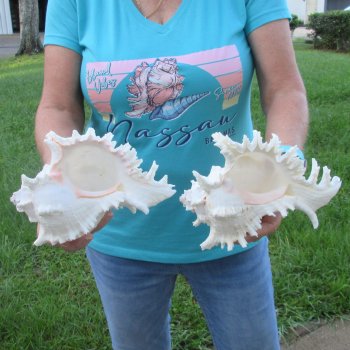 Two 8" Murex Ramosus - $24