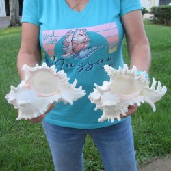 Two 8" Murex Ramosus - $24