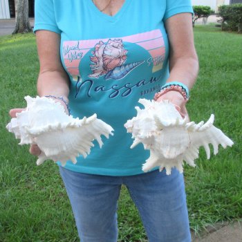 Two 8" Murex Ramosus - $24