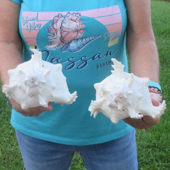 Two 8" Murex Ramosus - $24