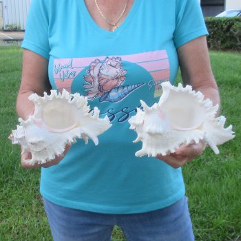 Two 8" Murex Ramosus - $24