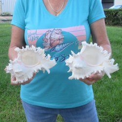 Two 8" Murex Ramosus - $24