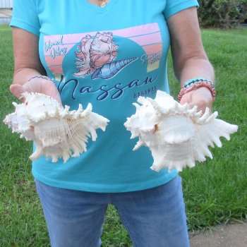 Two 8" Murex Ramosus - $24