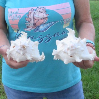 Two 8" Murex Ramosus - $24