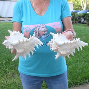 Two 8" Murex Ramosus - $24