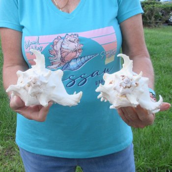 Two 8" Murex Ramosus - $24