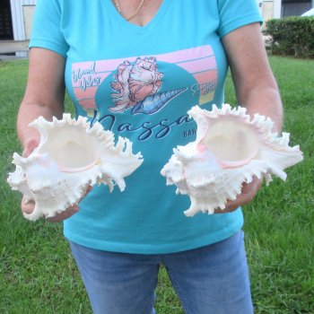 Two 8" Murex Ramosus - $24