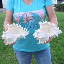 Two 8" Murex Ramosus - $24