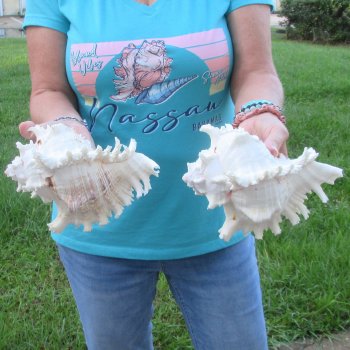 Two 8" Murex Ramosus - $24