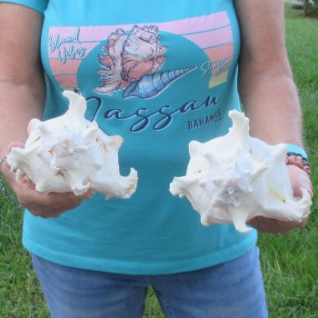 Two 8" Murex Ramosus - $24