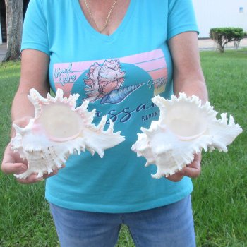 Two 8" Murex Ramosus - $24