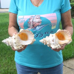 Two piece lot of 7" Frog Shells for sale - $19/lot