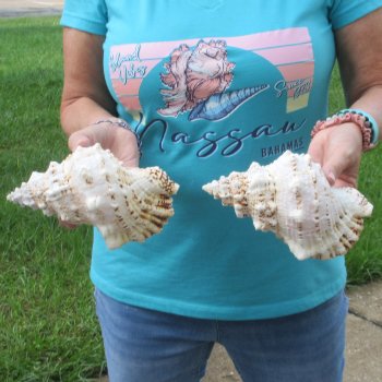 Two piece lot of 7" Frog Shells for sale - $19/lot