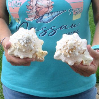 Two piece lot of 7" Frog Shells for sale - $19/lot