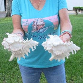 Two 8" Murex Ramosus - $24