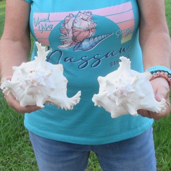 Two 8" Murex Ramosus - $24