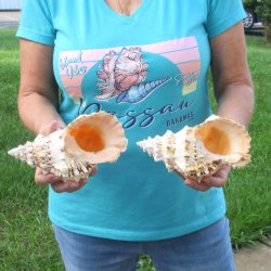 Two piece lot of 7" Frog Shells for sale - $19/lot