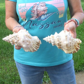Two piece lot of 7" Frog Shells for sale - $19/lot
